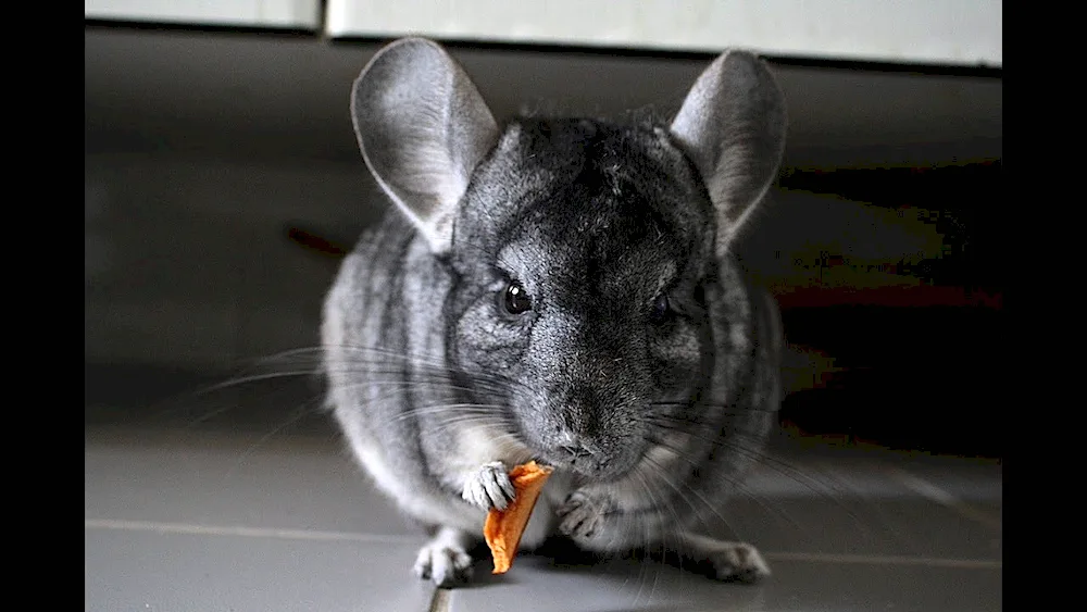 Wild chinchilla. lanigera