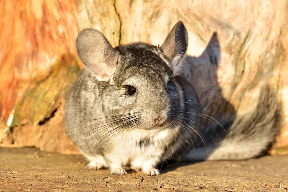 Ebony chinchilla lanigera