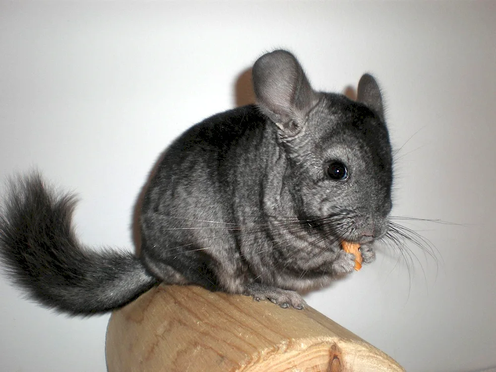 Long-tailed Chinchilla