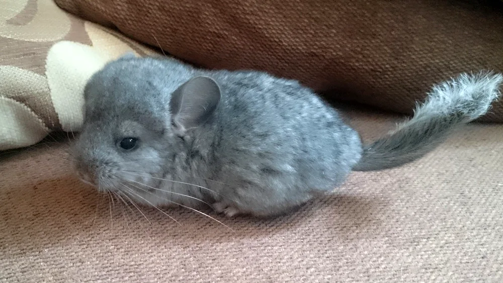 Chinchilla Standard