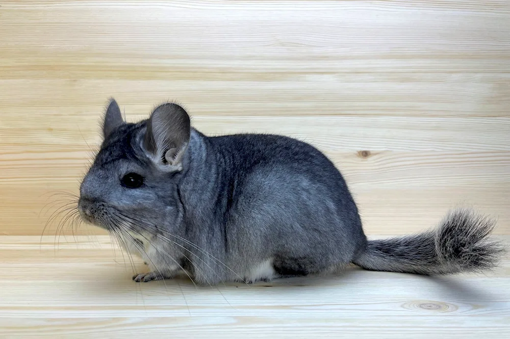 Shinchilla agouti