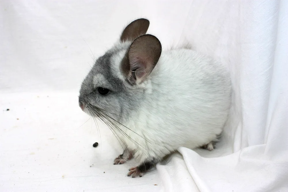 Chinchilla agouti