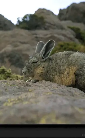 Chinchilla vizcacha