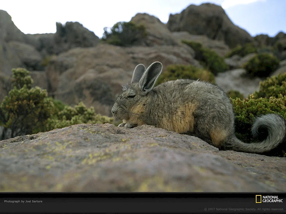 Chinchilla vizcacha