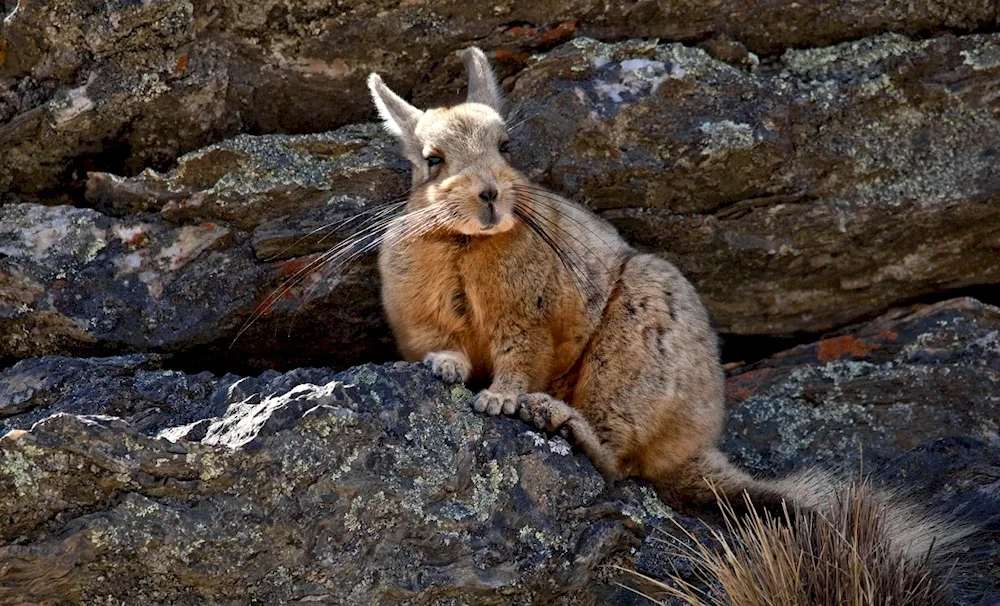 Vizcacha chinchilla