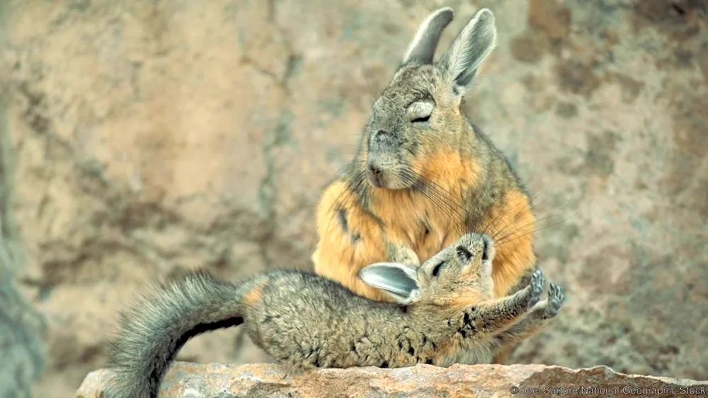 Vizcacha chinchilla