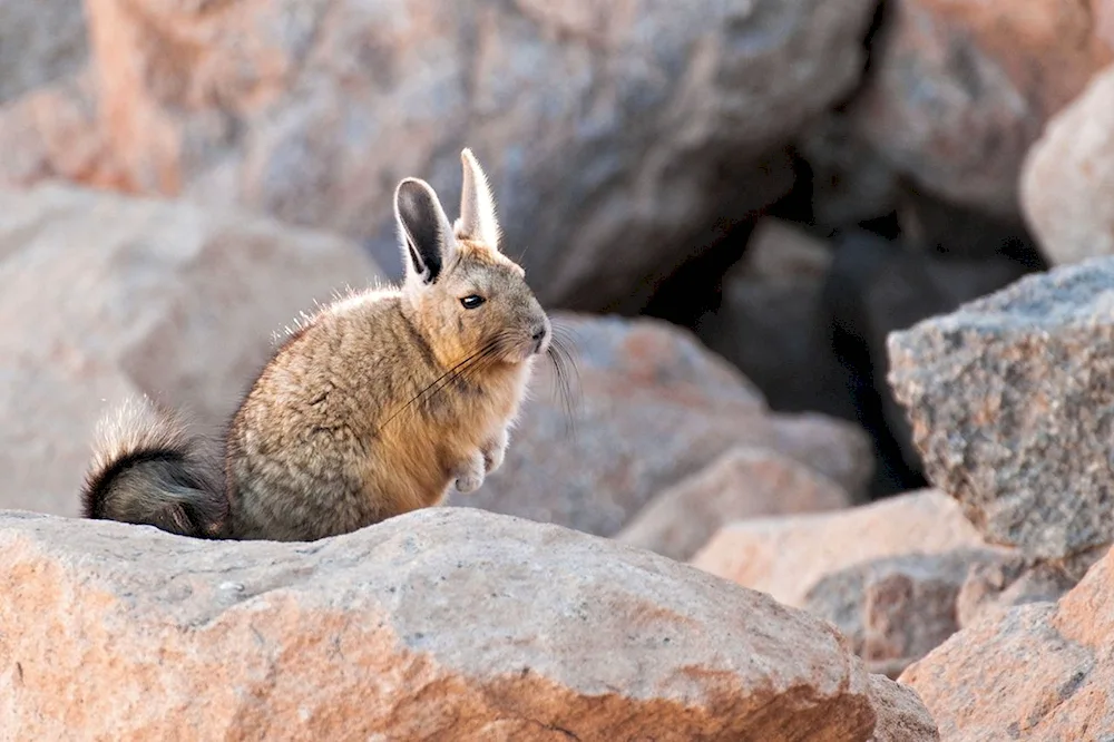 Wiscasa chinchilla