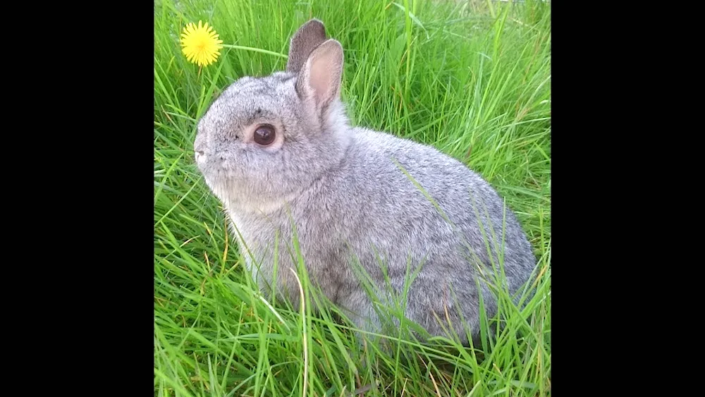 Chinchilla giant rabbits