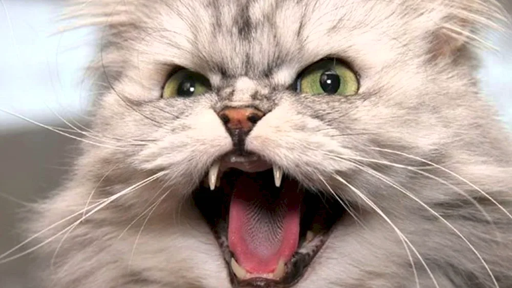 Snarling cat