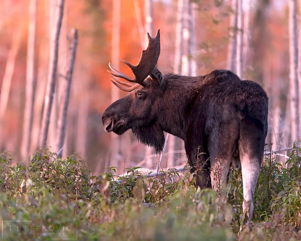 European Elk alces alces