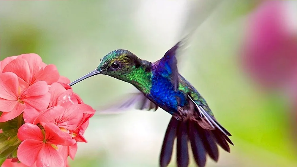 Amanda faubus Hummingbird