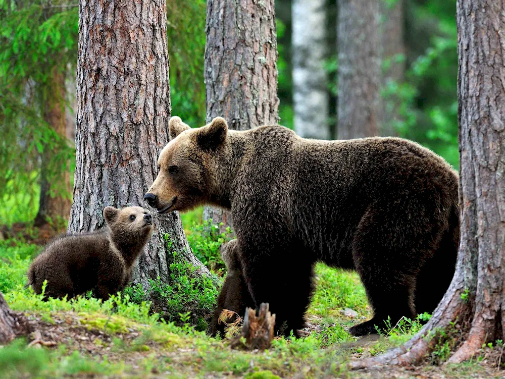 Brown bear