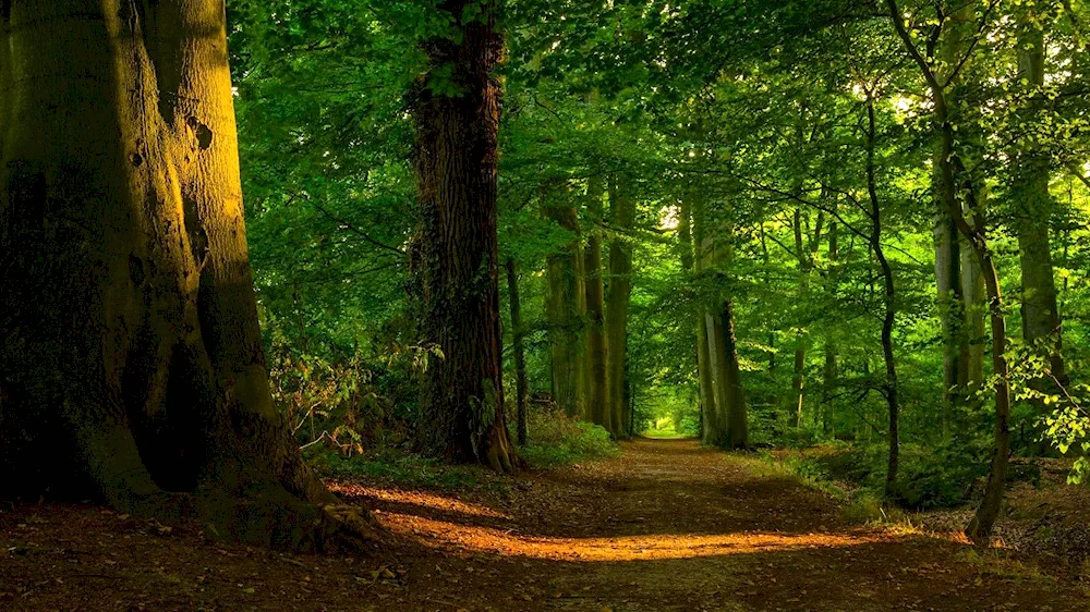 Syrokolichny forest trail