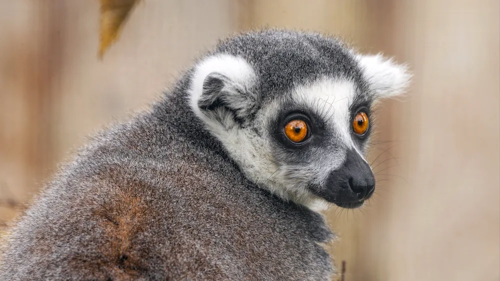 Lori's lemur longhair