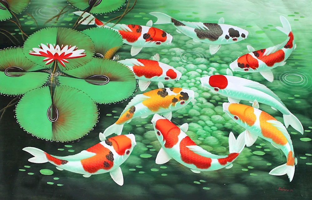 Koi carp and lilies