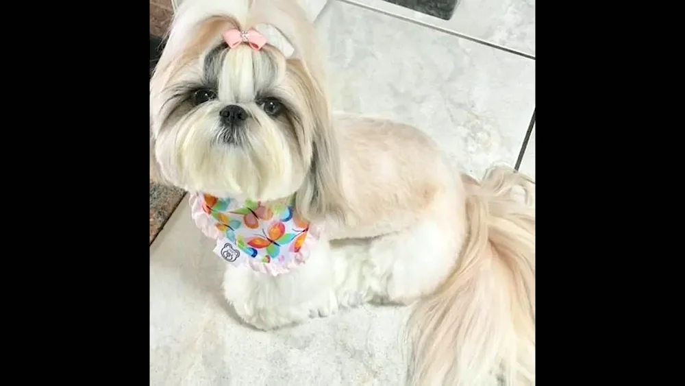 Shi tzu- Tzu