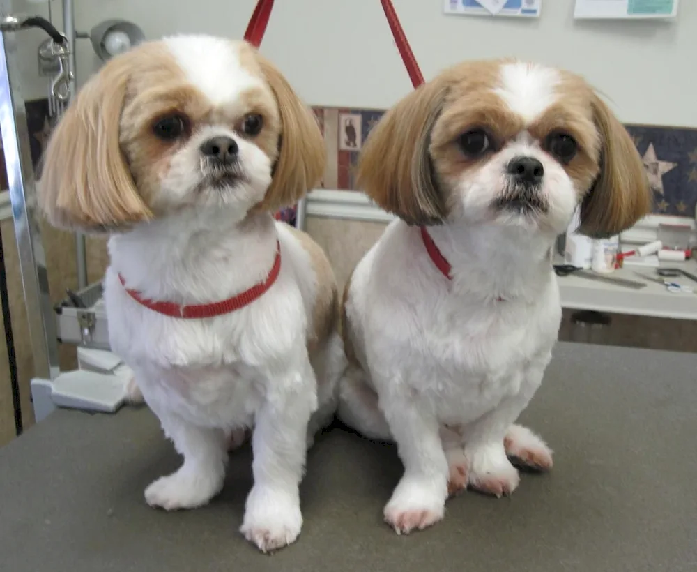 Shih tzu