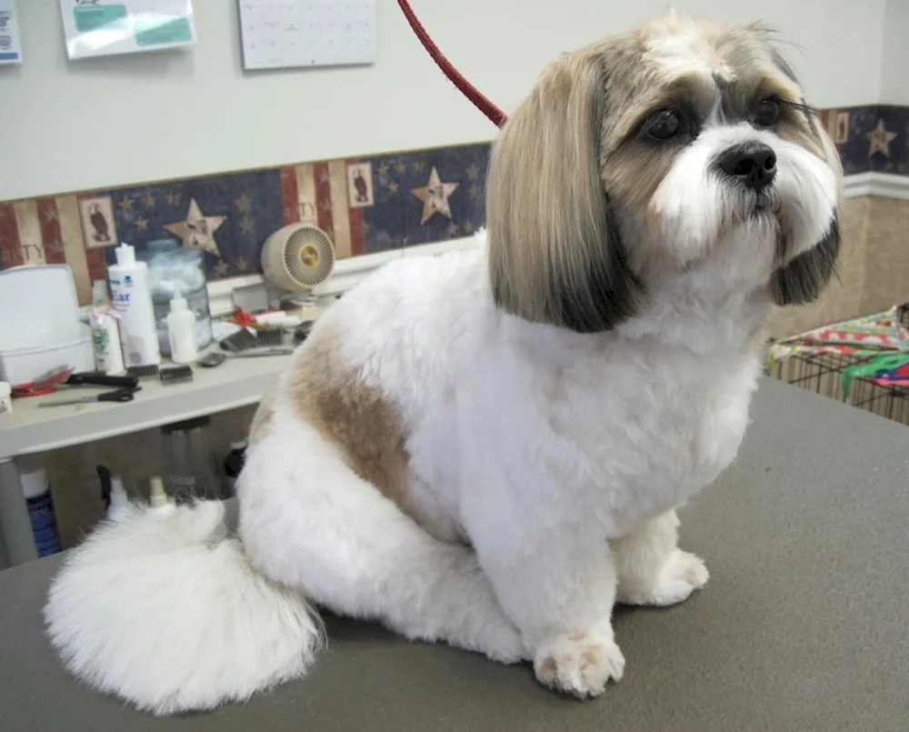 Shih tzu