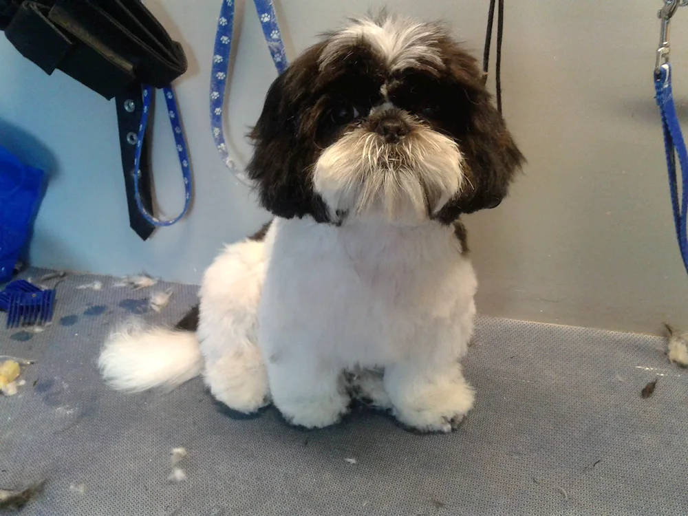 Shih tzu