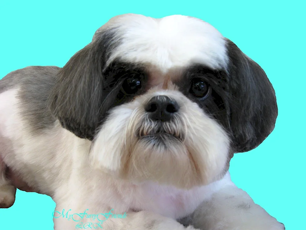 Shih tzu