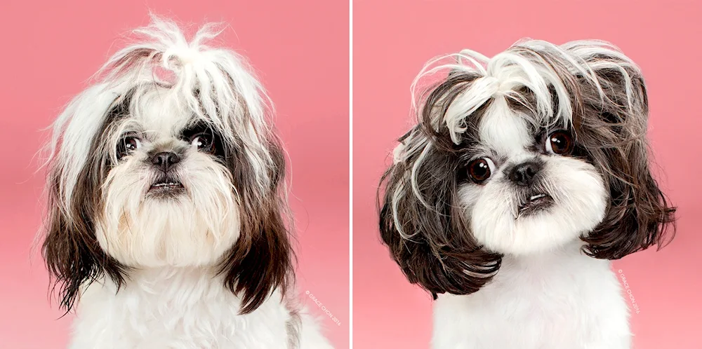 Shih tzu