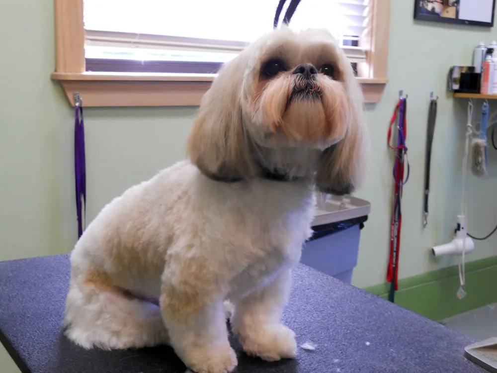 Shih tzu