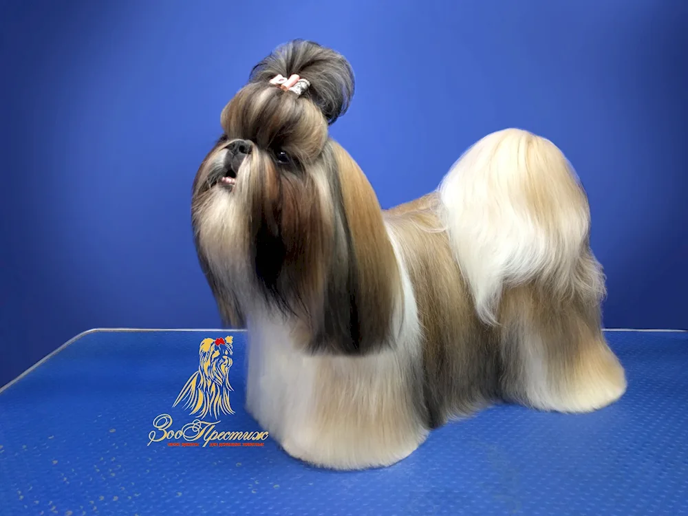 Shih tzu