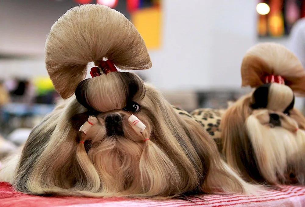 Shih tzu