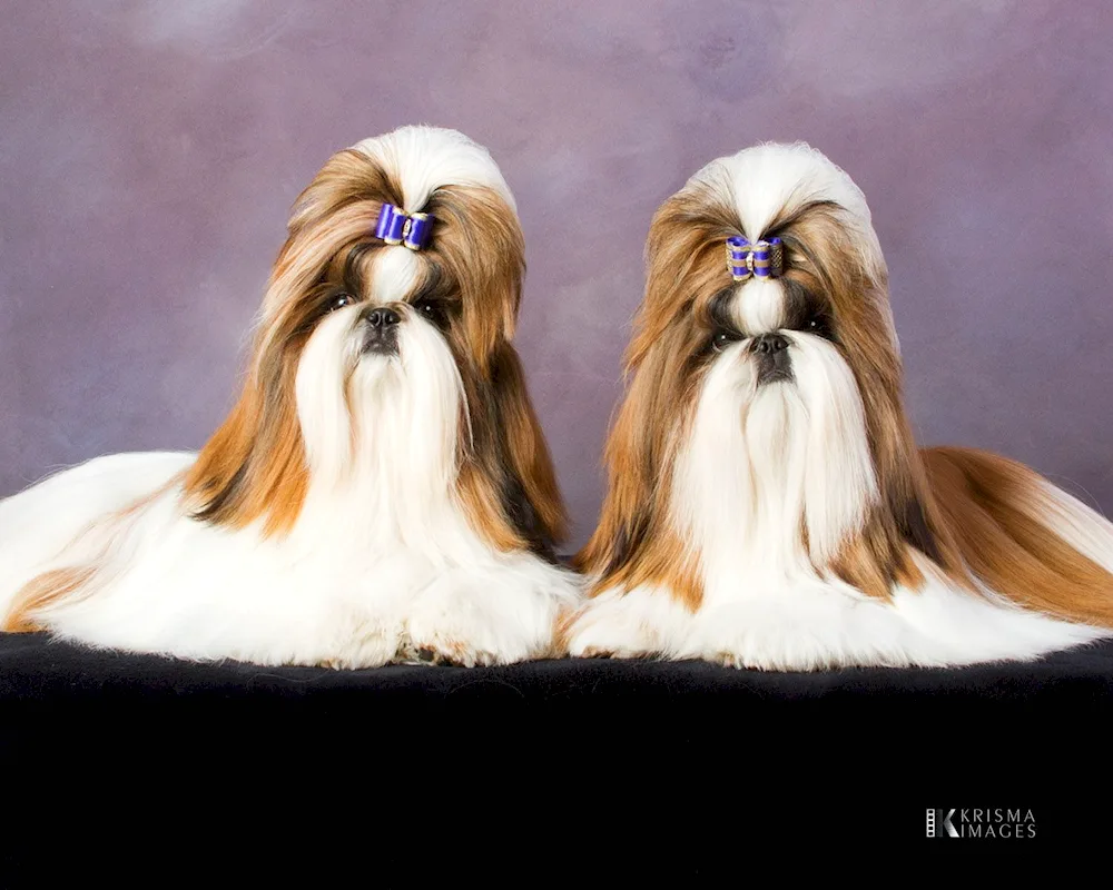 Shih tzu dog