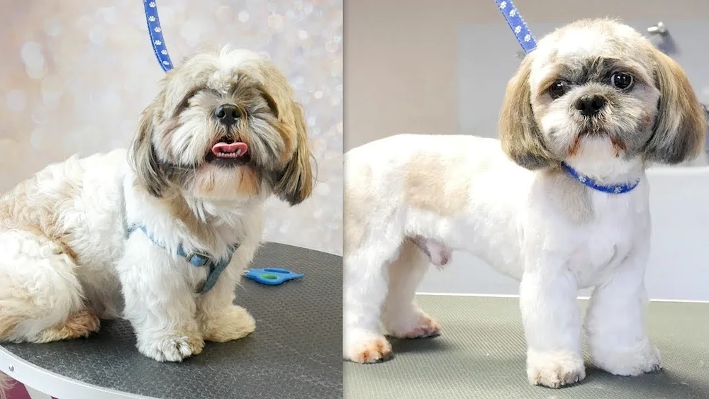Shi tzu haircuts
