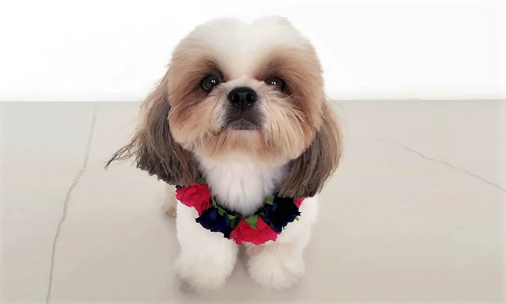 Shih tzu. tzu