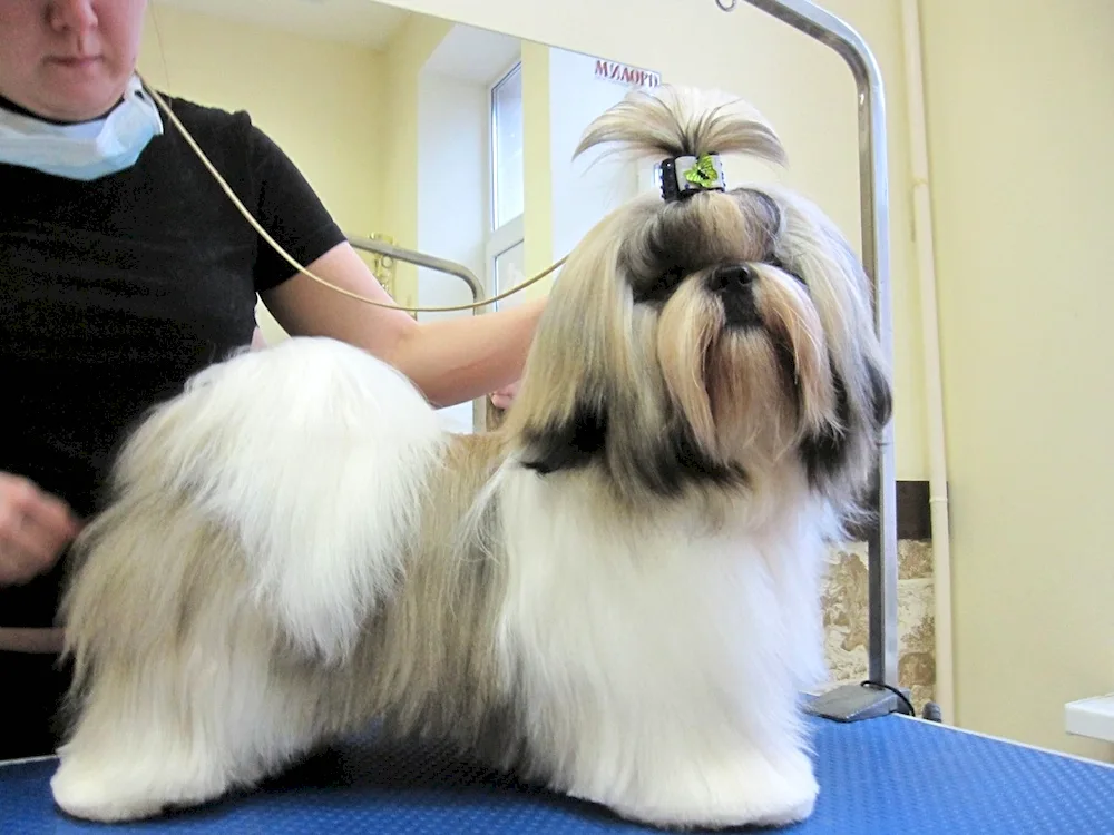 Shih tzu