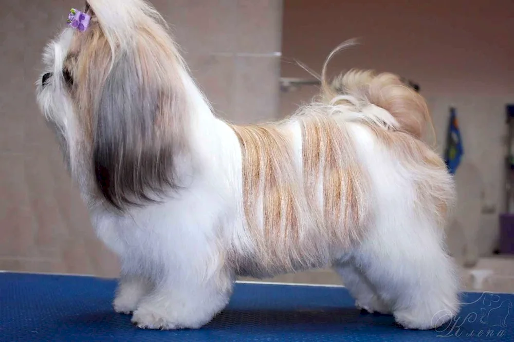 Shih tzu