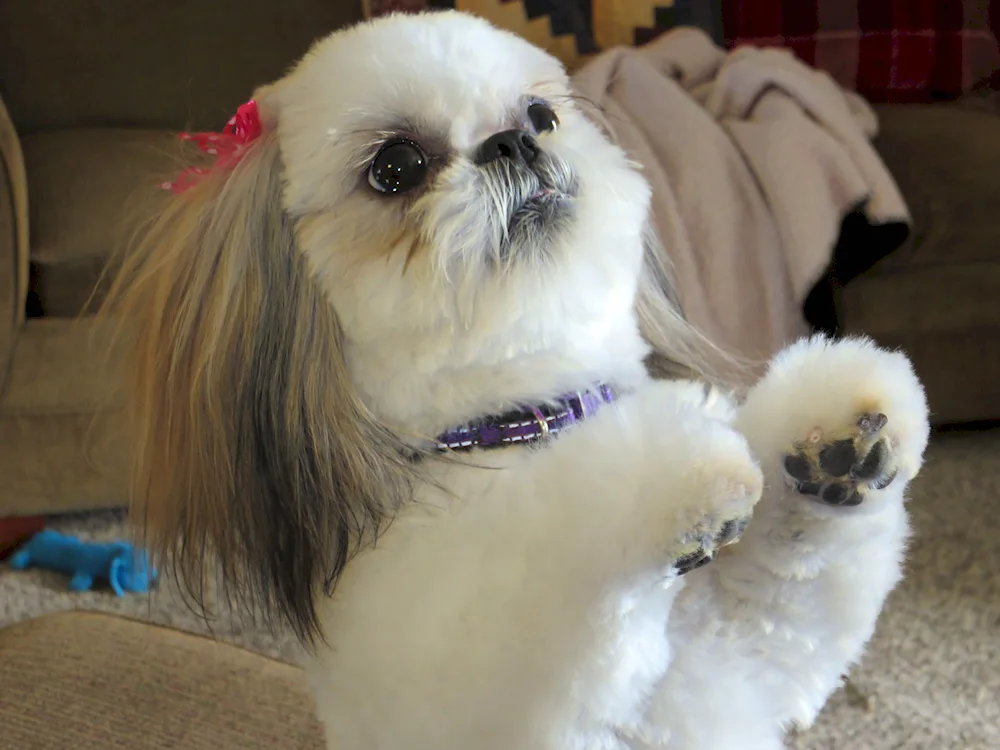 Shih tzu