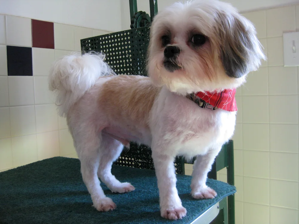 Shih tzu
