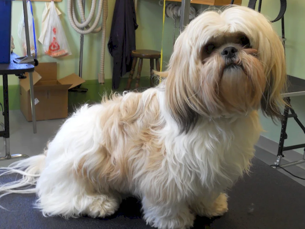 Shih tzu