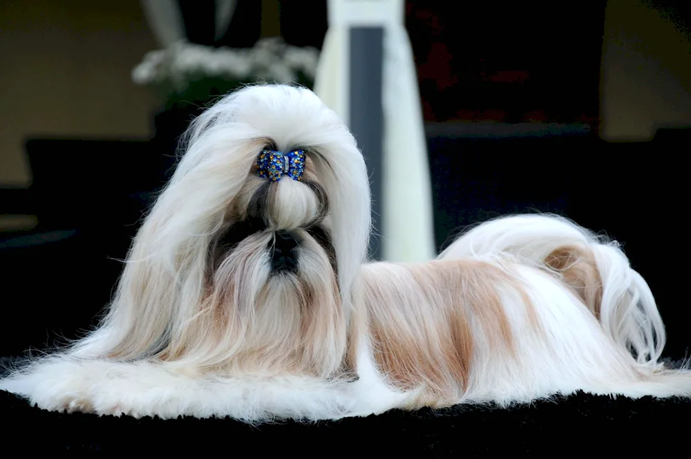 Shih tzu