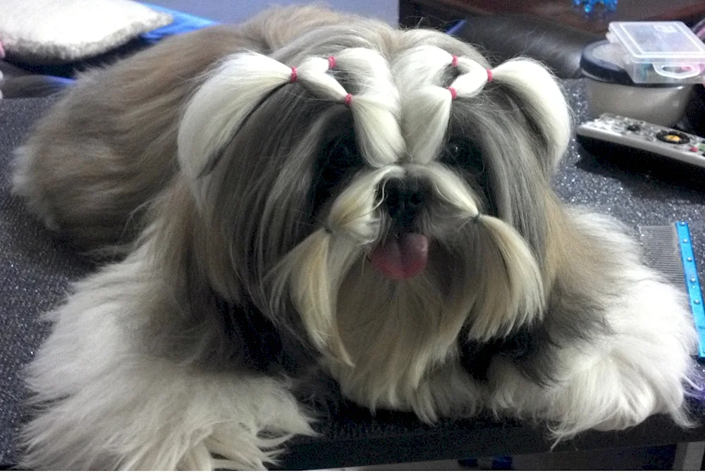 Shih tzu