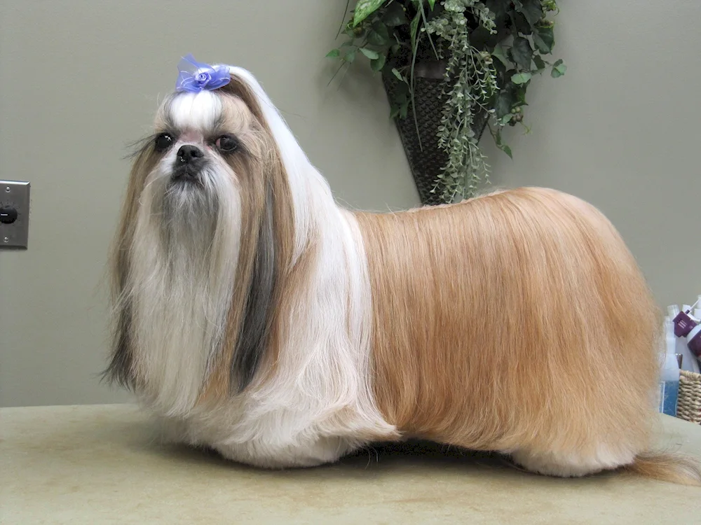 Shih tzu