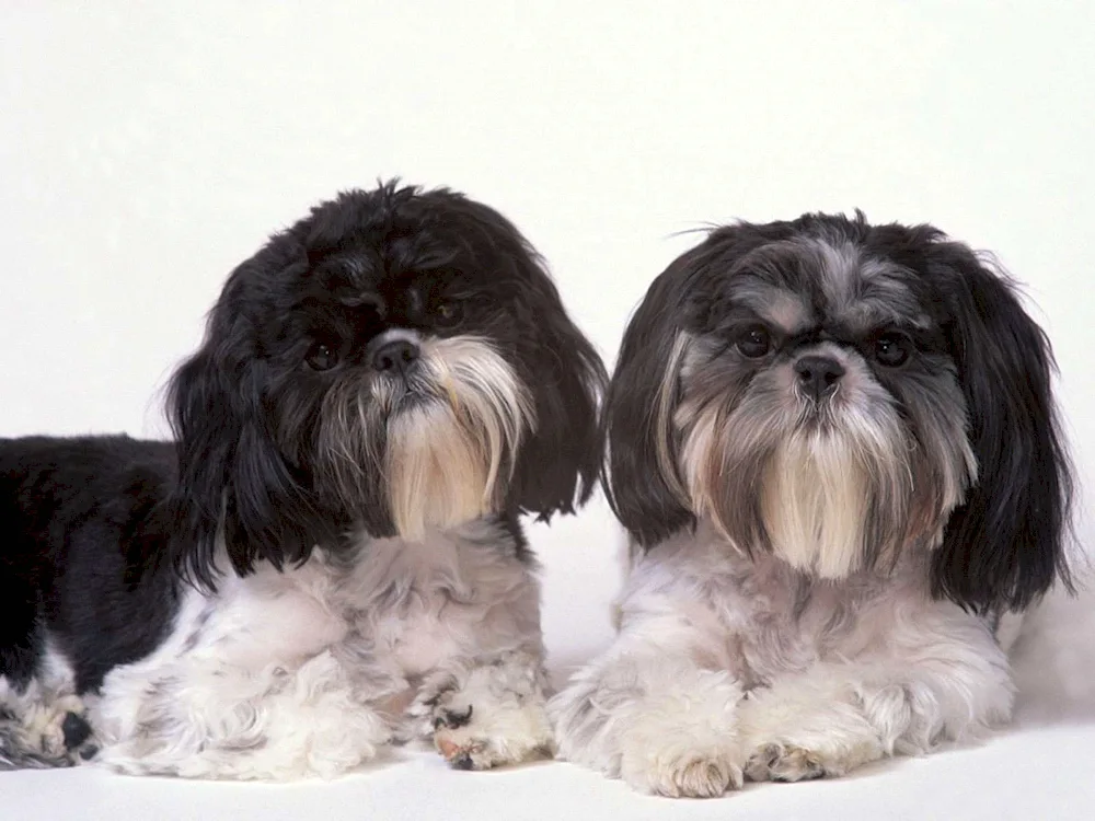 Shih tzu