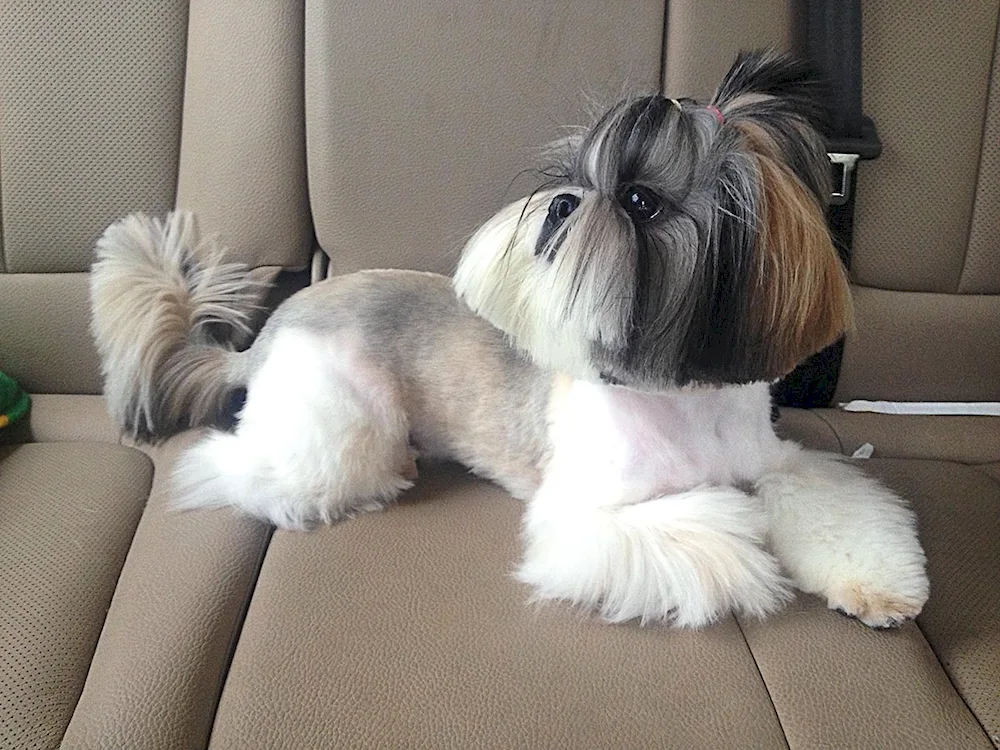 Shi tzu haircuts