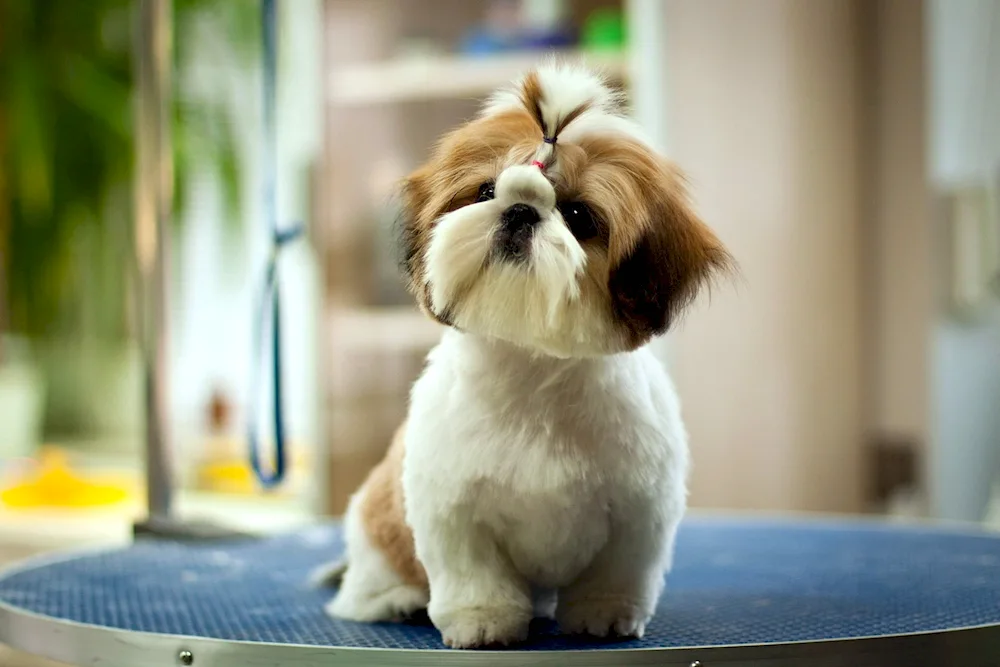Shih tzu