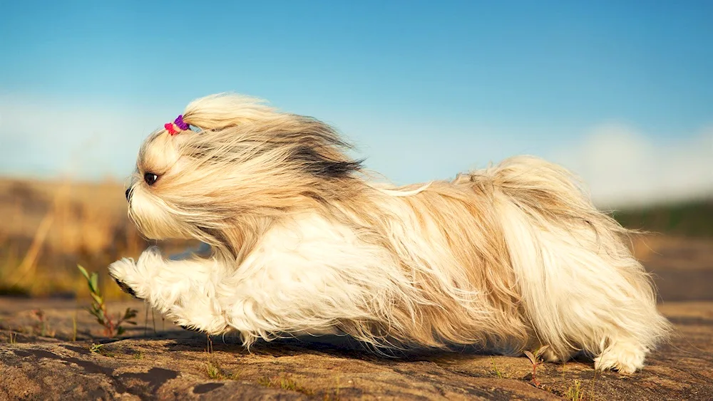 Shaggy terrier