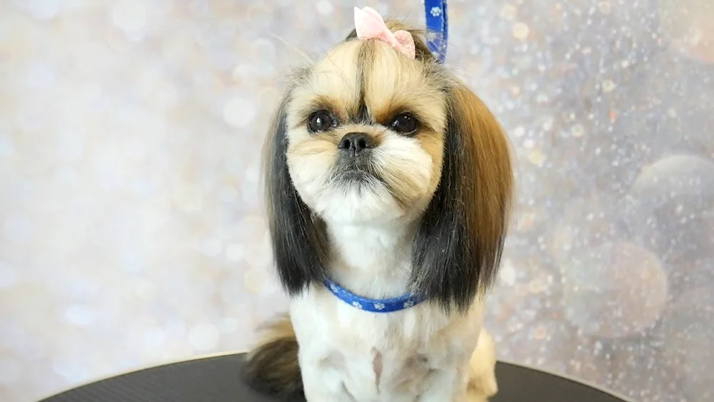 Shi tzu haircuts