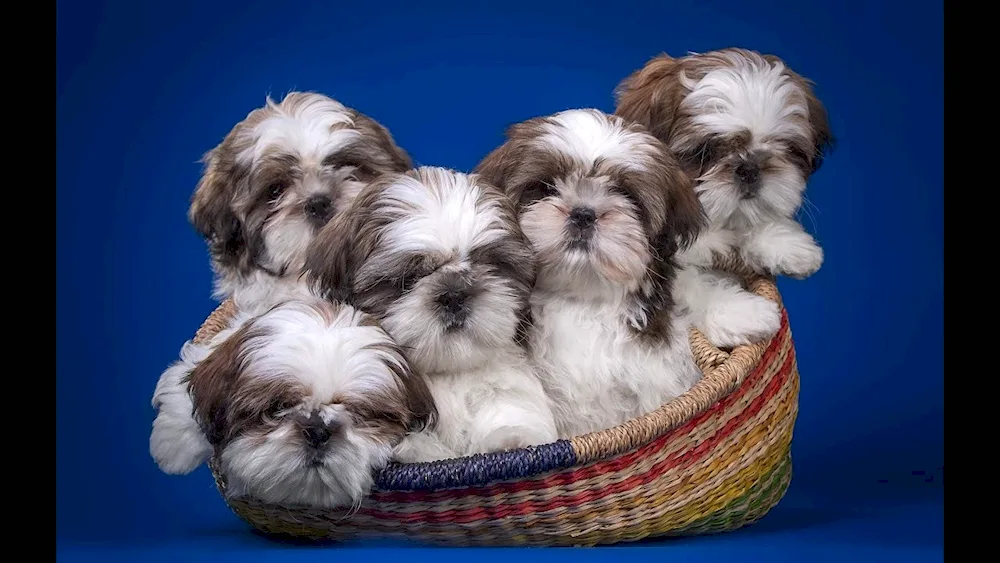 Shi tzu