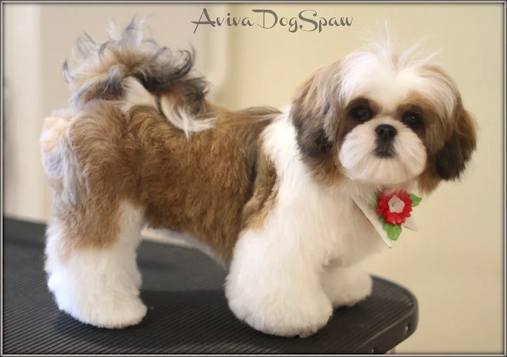 Shi tzu haircuts
