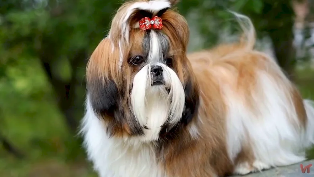 Shi tzu