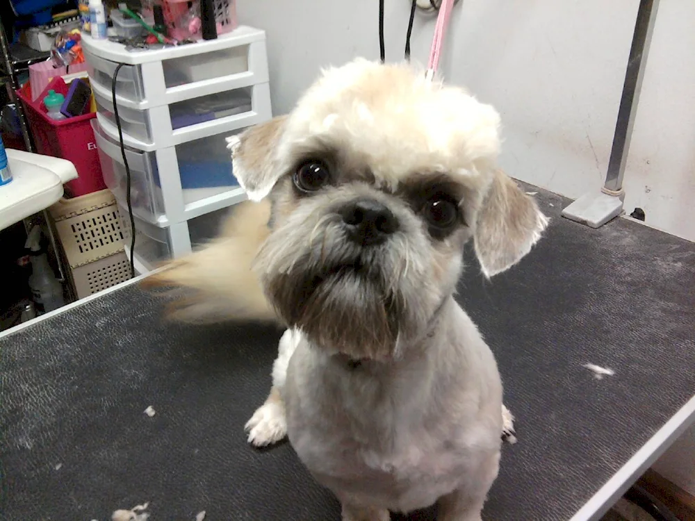 Shi tzu haircuts. tzu