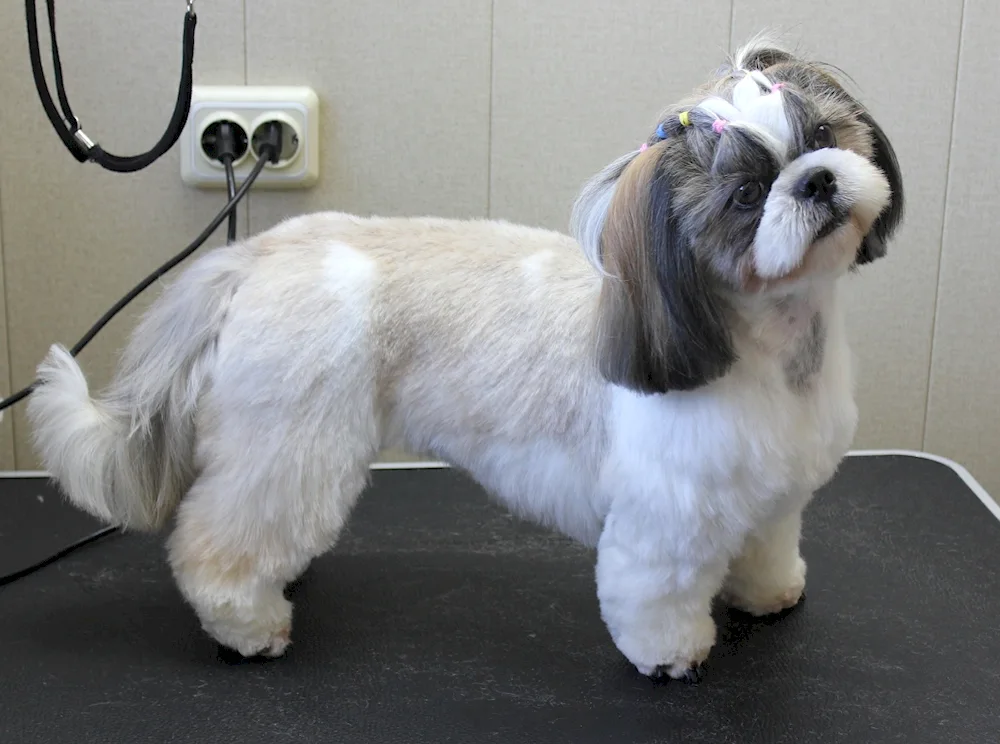 Shi tzu