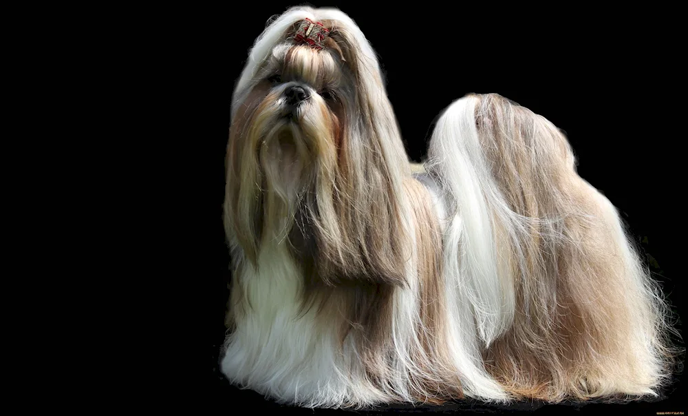 Yorkshire terrier long-haired